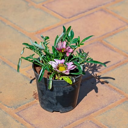 Buy Gazania (Any Colour) in 4 Inch Nursery Pot Online | Urvann.com