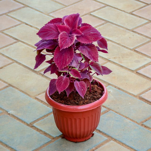 Coleus Red in 8 Inch Terracotta Red Olive Plastic Pot