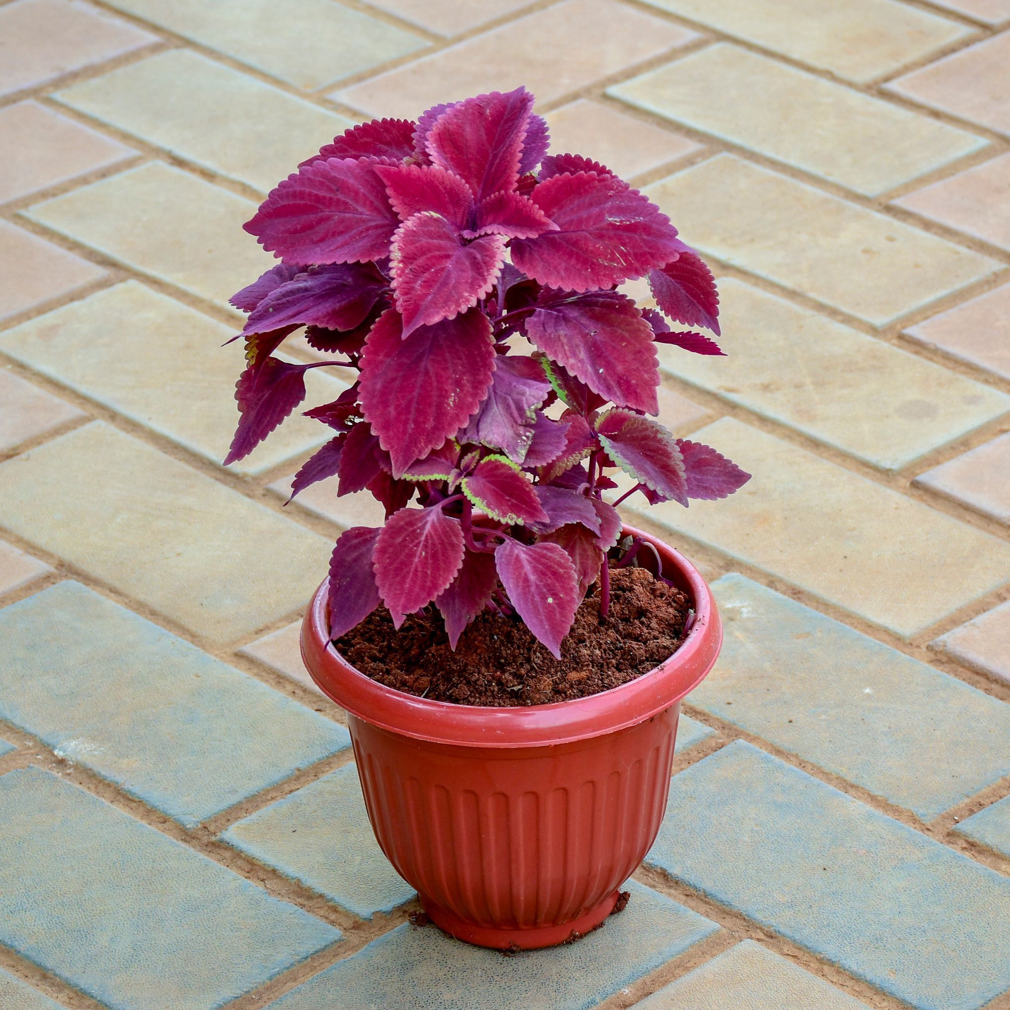 Coleus Red in 8 Inch Terracotta Red Olive Plastic Pot