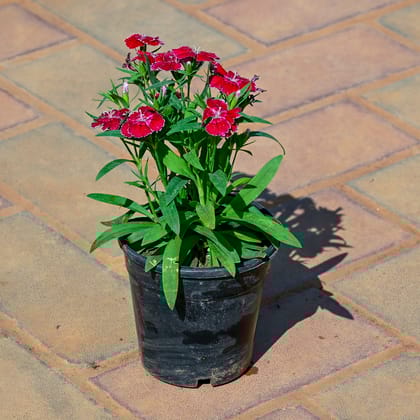 Buy Dianthus (Any Colour) in 4 Inch Nursery Pot Online | Urvann.com