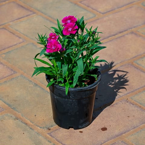 Dianthus (Any Colour) in 4 Inch Nursery Pot