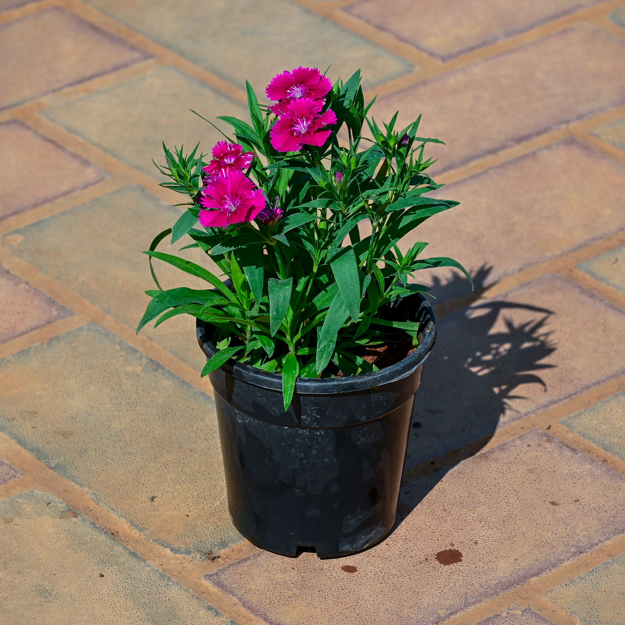 Dianthus (Any Colour) in 4 Inch Nursery Pot