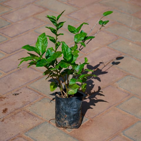 Mogra / Jasmine in 4 Inch Nursery Bag