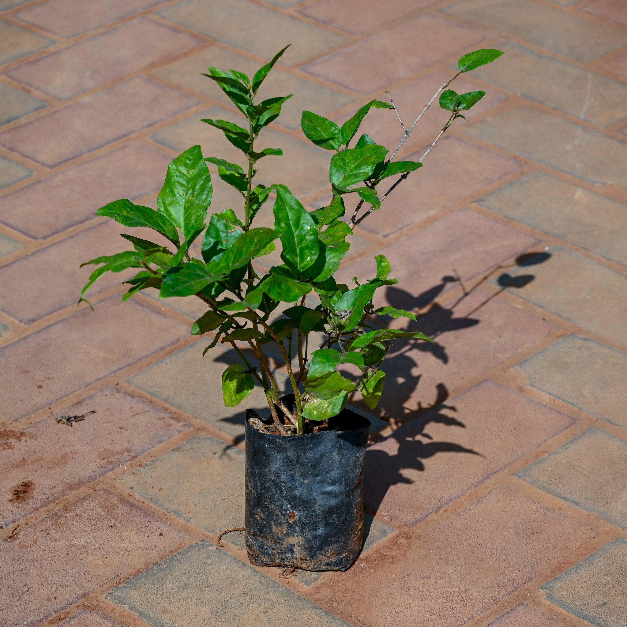 Mogra / Jasmine in 4 Inch Nursery Bag