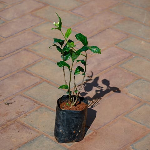 Mogra / Jasmine in 4 Inch Nursery Bag