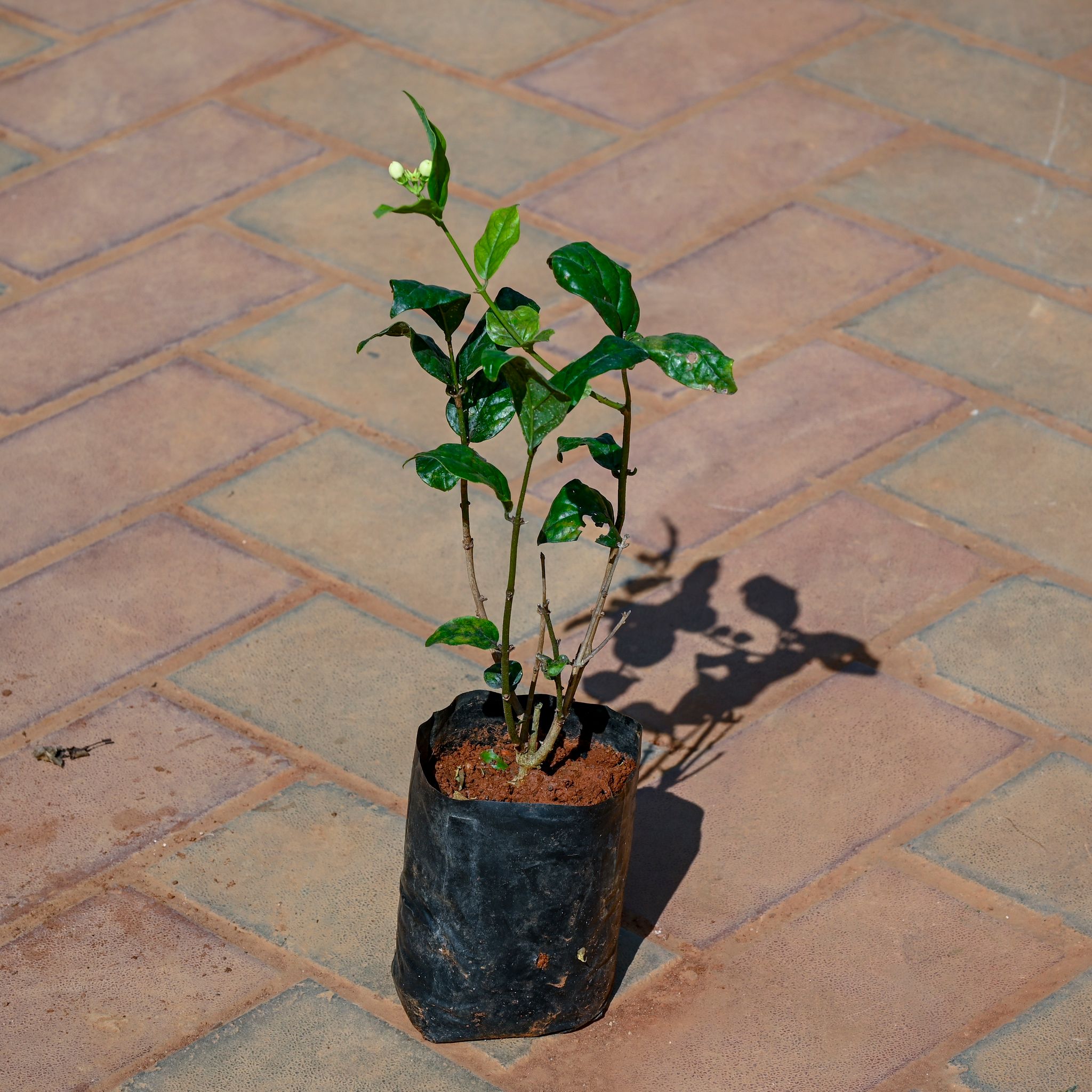 Mogra / Jasmine in 4 Inch Nursery Bag