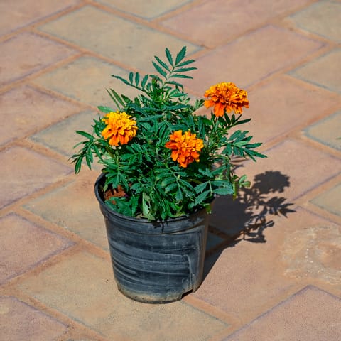 Marigold / Genda Red in 5 Inch Nursery Pot