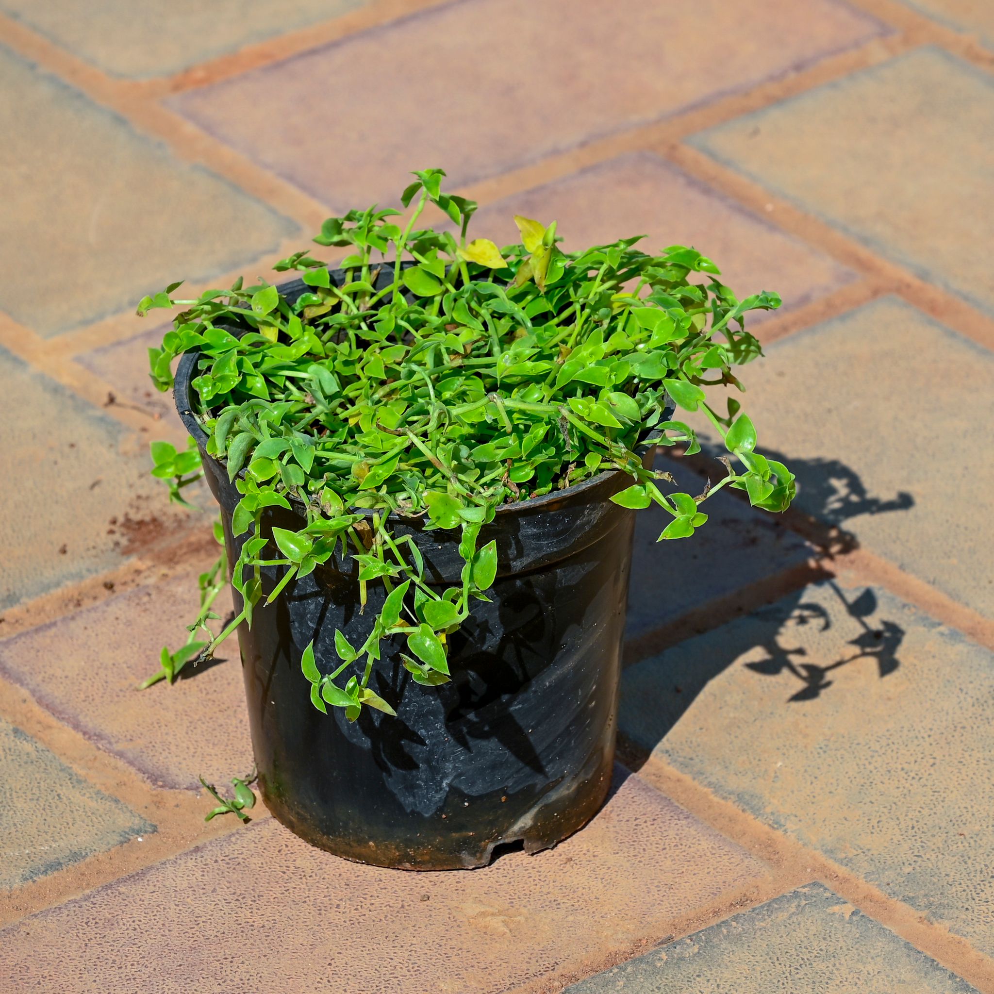 Turtle Vine in 5 Inch Nursery Pot