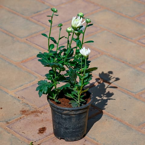 Chrysanthemum / Shevanti / Guldawari in 4 Inch Nursery Pot