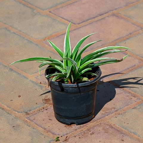 Chlorophytum Comosum / Spider Plant in 4 Inch Nursery Pot
