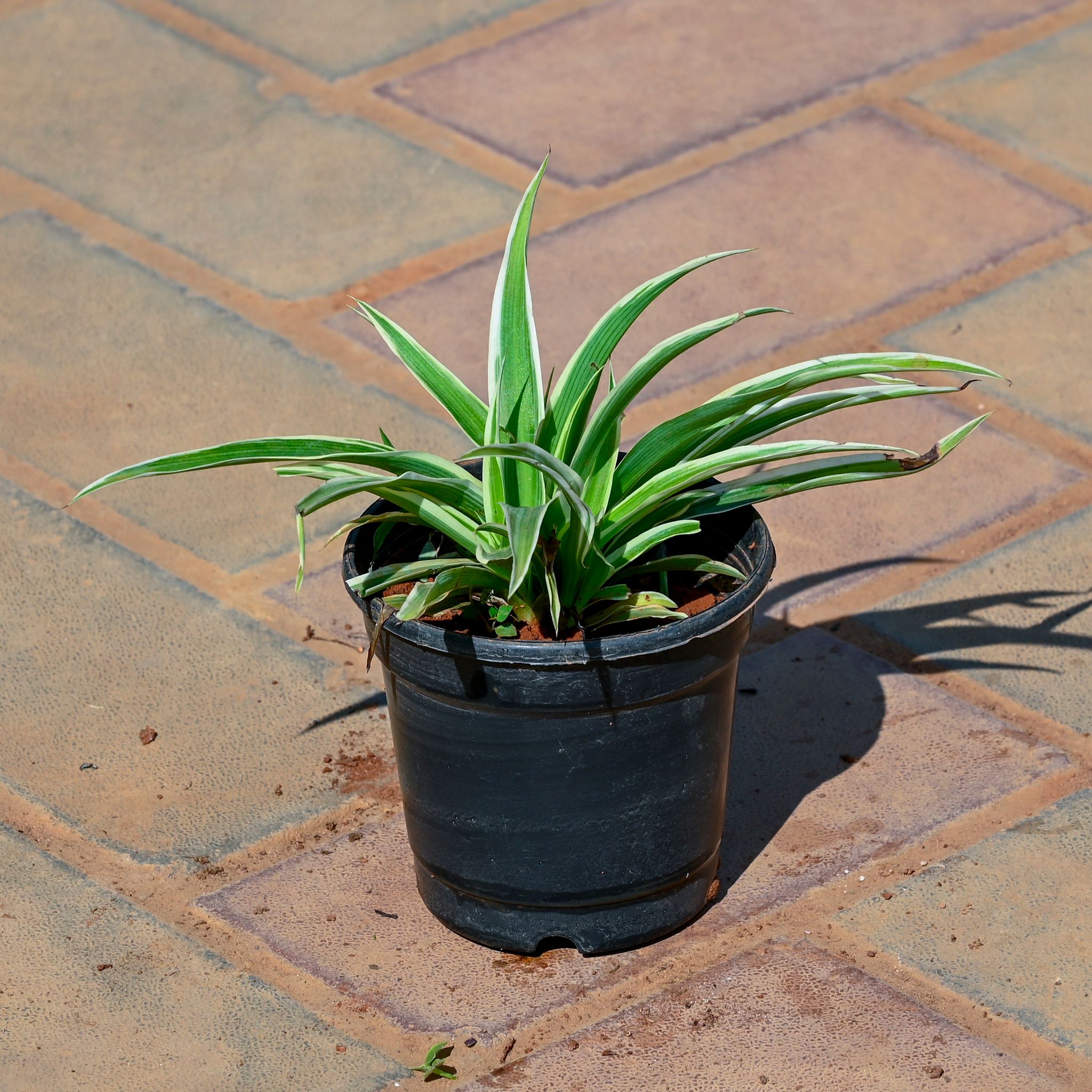 Chlorophytum Comosum / Spider Plant in 4 Inch Nursery Pot