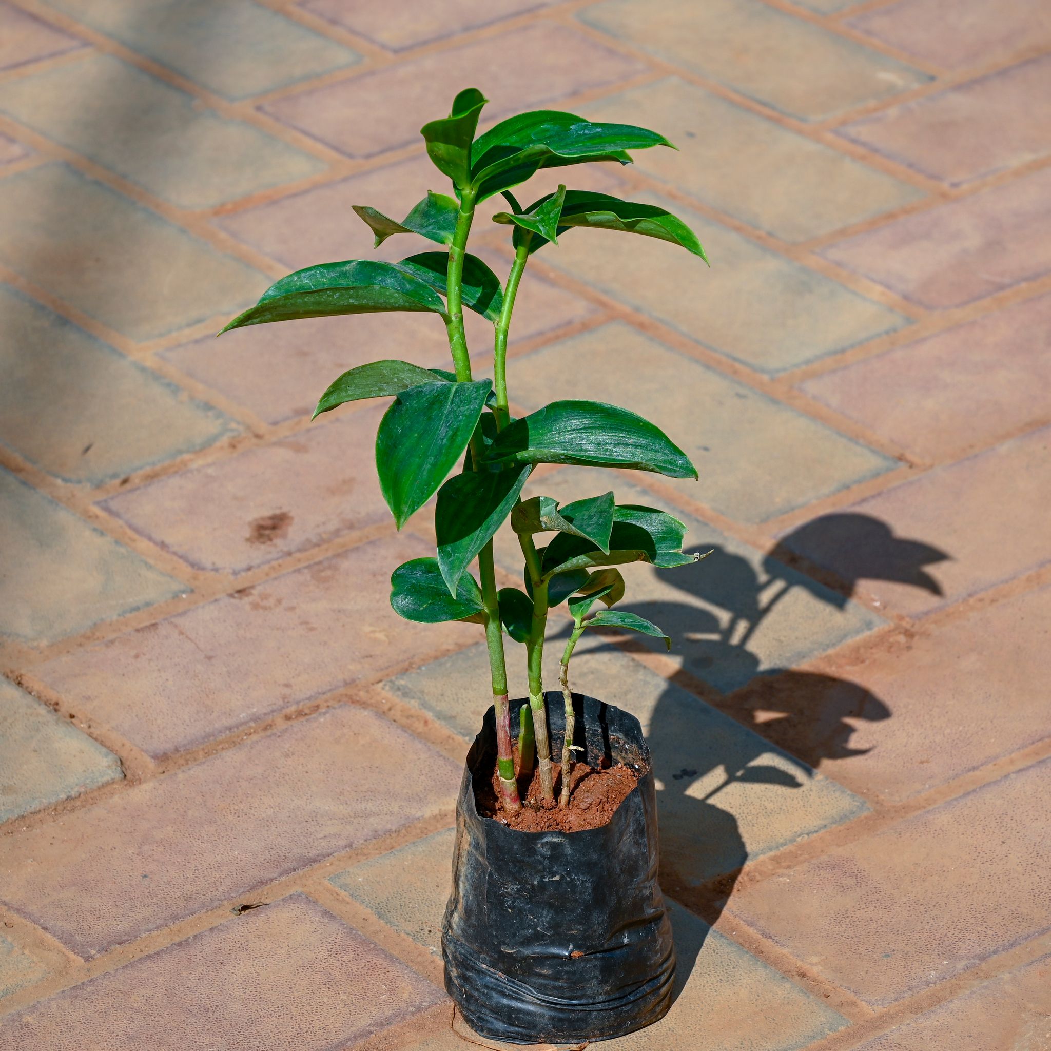 Sugar Free in 4 Inch Nursery Bag