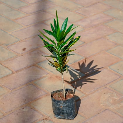 Buy Banana Croton in 4 Inch Nursery Bag Online | Urvann.com