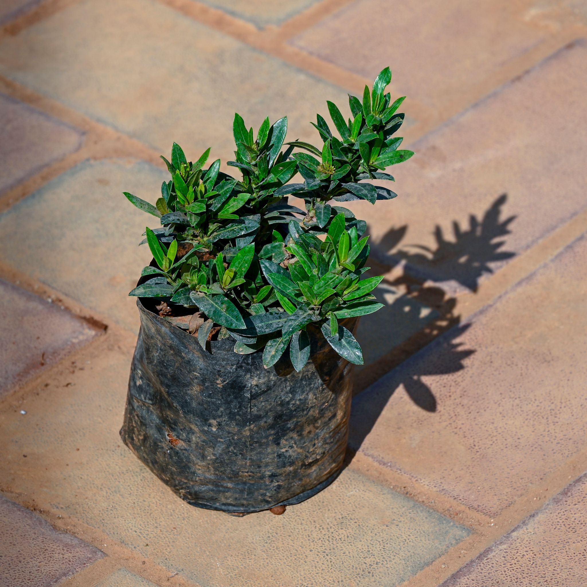 Ixora in 4 Inch Nursery Bag