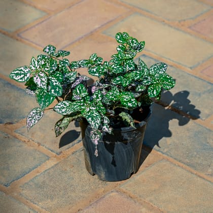 Buy Polkadot in 4 Inch Nursery Pot Online | Urvann.com
