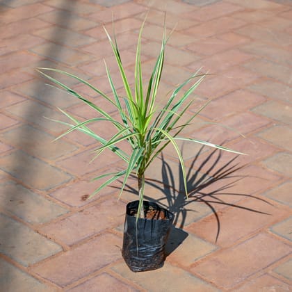 Buy Dracaena Colourama Green in 4 Inch Nursery Bag Online | Urvann.com
