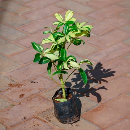 Buy Umbrella Palm in 4 Inch Nursery Bag Online | Urvann.com