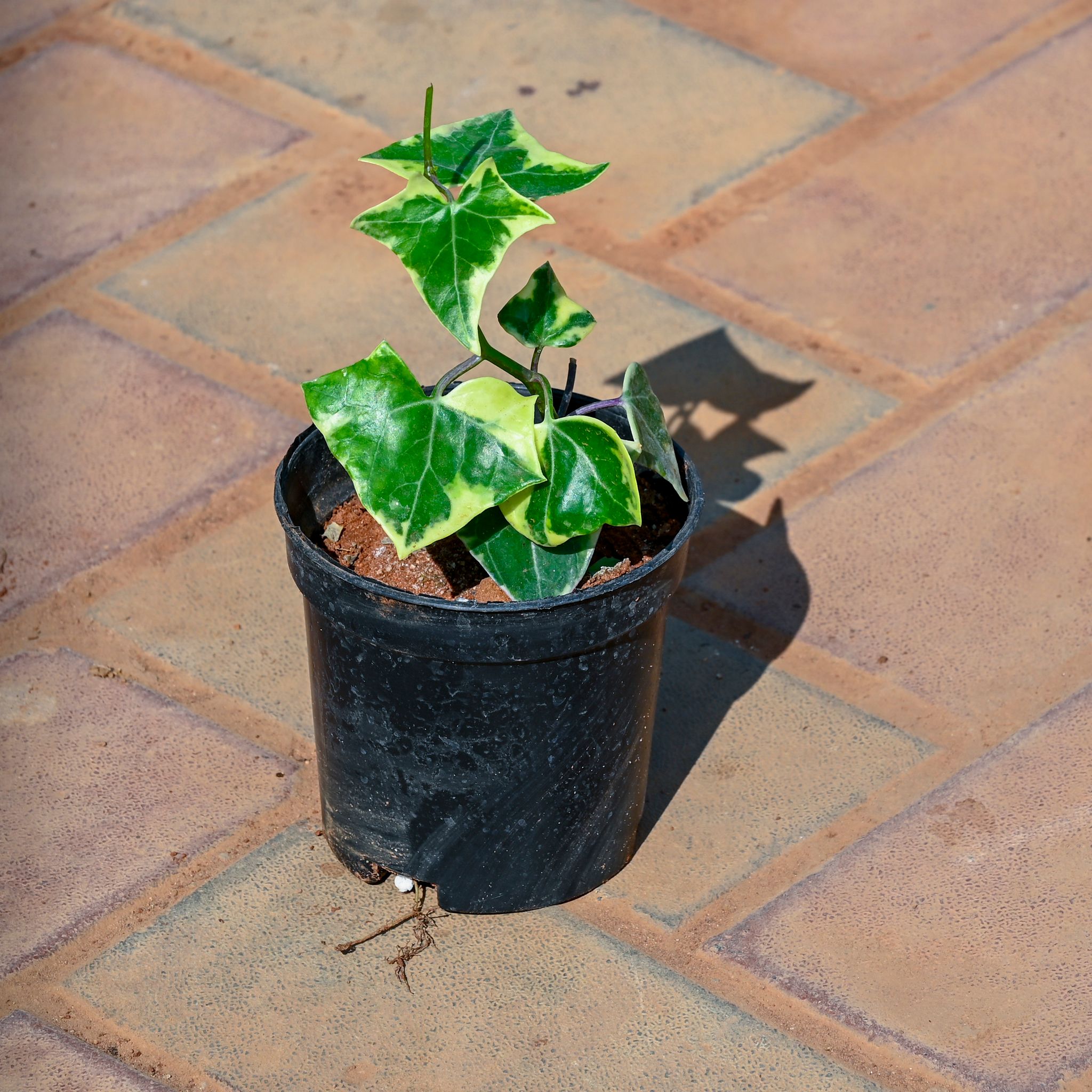 English Ivy in 4 Inch Nursery Pot
