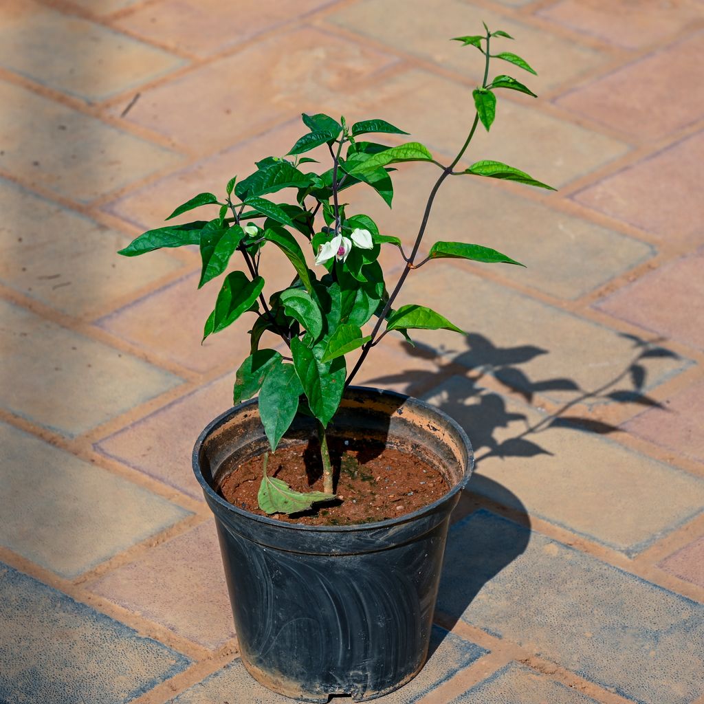 Buy Bleeding Heart in 5 Inch Nursery Pot Online | Urvann.com Bleeding Heart in 5 Inch Nursery Pot
