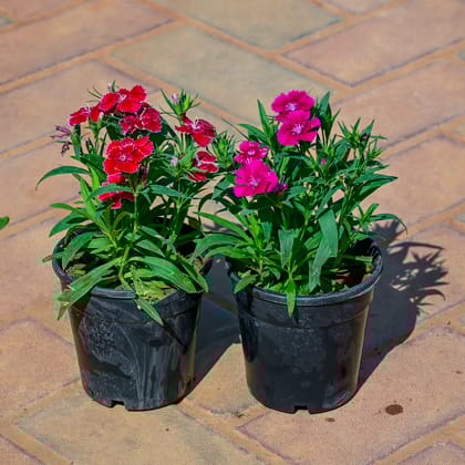 Buy Set Of 2 - Dianthus (Any Colour) in 4 Inch Nursery Pot Online | Urvann.com