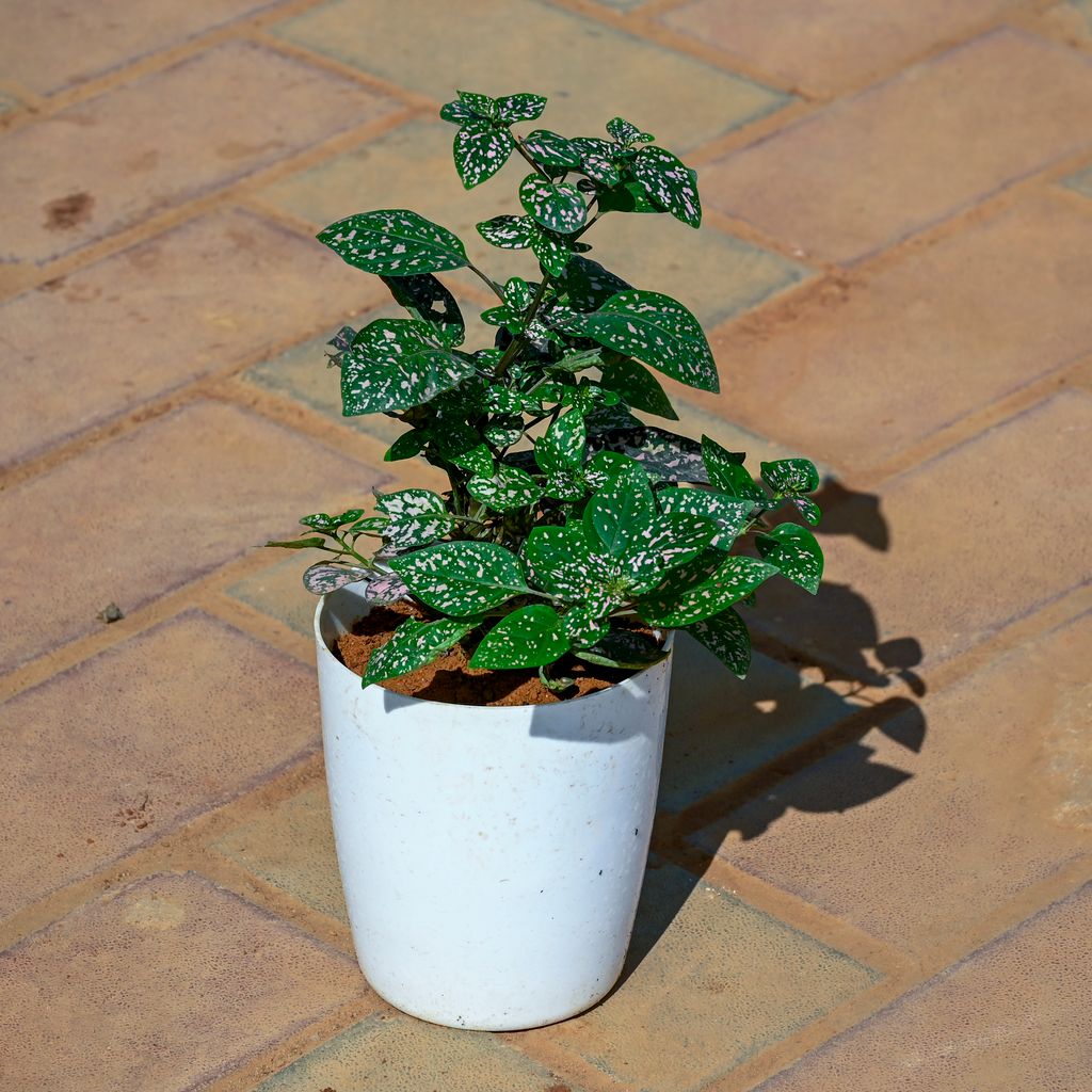Buy Hypoestes / Polka Dot in 5 Inch Cylindrical Plastic Pot Online | Urvann.com Hypoestes / Polka Dot in 5 Inch White Sphere Plastic Pot