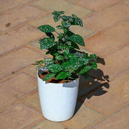 Buy Hypoestes / Polka Dot in 5 Inch Cylindrical Plastic Pot Online | Urvann.com