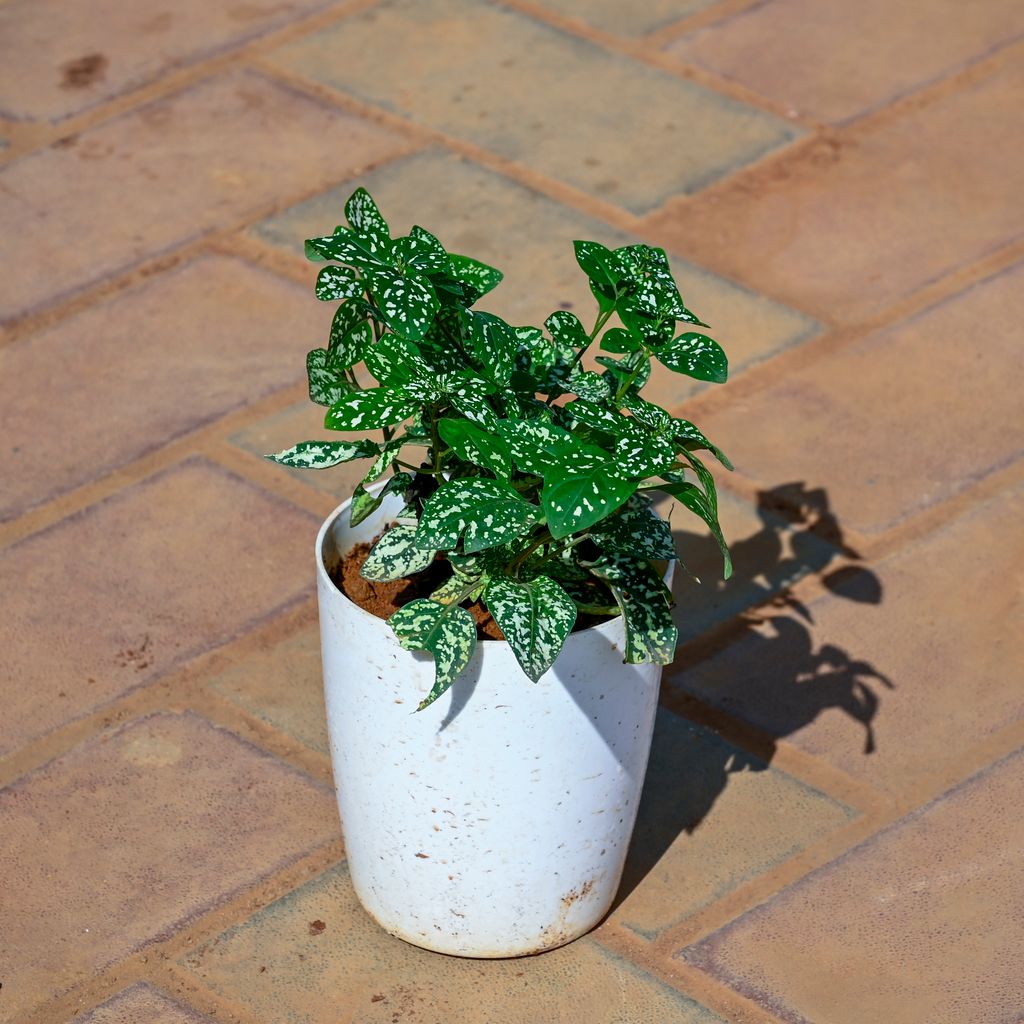 Buy Hypoestes / Polka Dot Green in 5 Inch Cylindrical Plastic Pot Online | Urvann.com Hypoestes / Polka Dot Green in 5 Inch White Sphere Plastic Pot