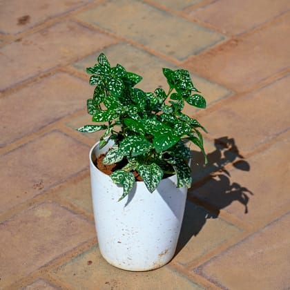 Buy Hypoestes / Polka Dot Green in 5 Inch Cylindrical Plastic Pot Online | Urvann.com