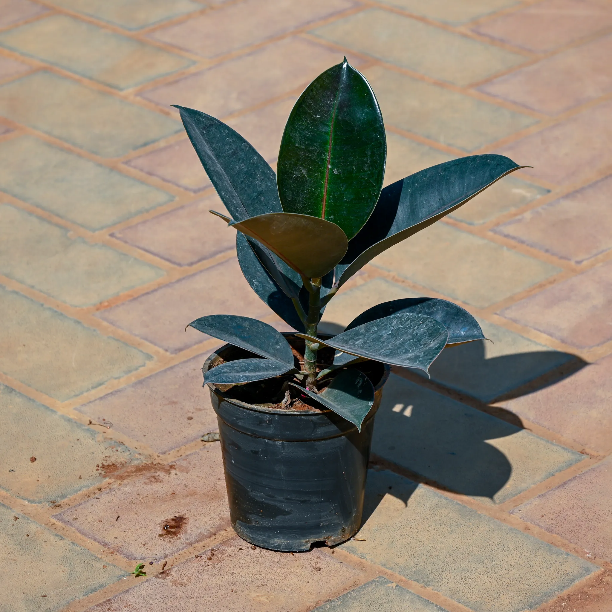 Black Rubber in 5 Inch Nursery Pot