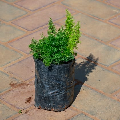 Buy Asparagus Mary in 5 Inch Nursery Bag Online | Urvann.com