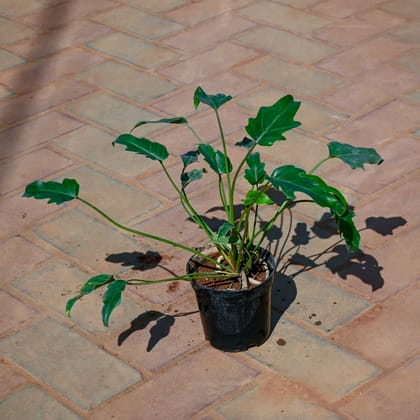 Buy Xanadu in 5 Inch Nursery Pot Online | Urvann.com
