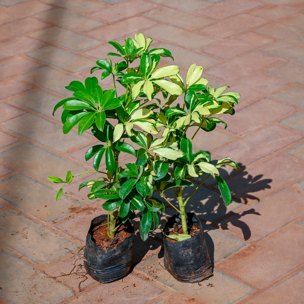 Buy Set Of 2 - Umbrella Palm in 4 Inch Nursery Bag Online | Urvann.com Set Of 2 - Umbrella Palm in 4 Inch Nursery Bag