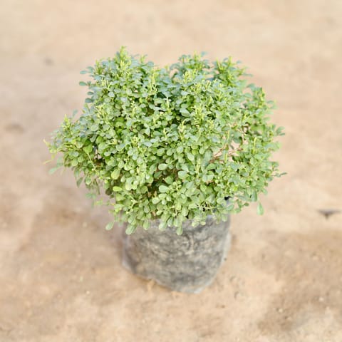 Table Kamini in 4 Inch Nursery Bag