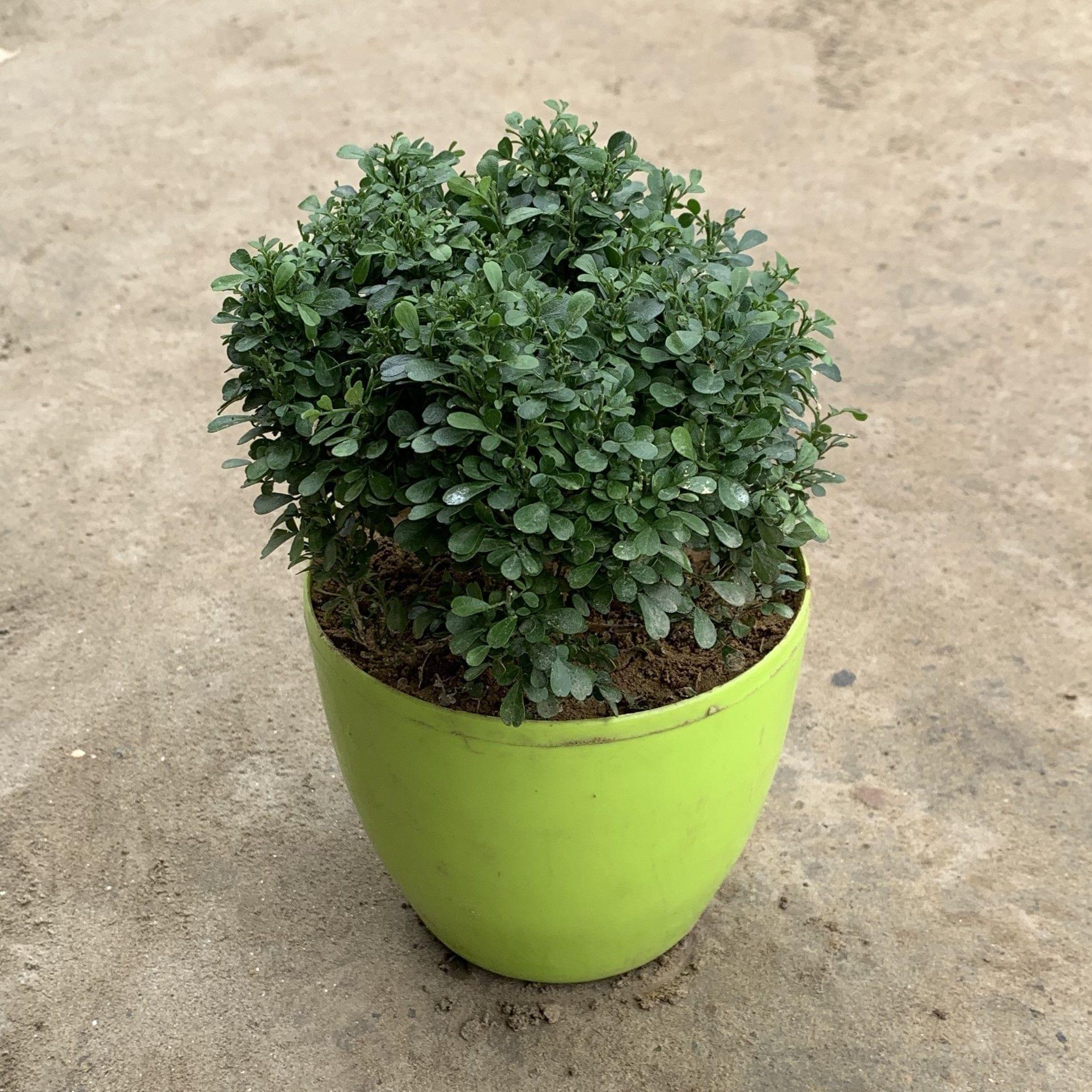 Table Kamini in 5 Inch Nursery Pot (Any Color)