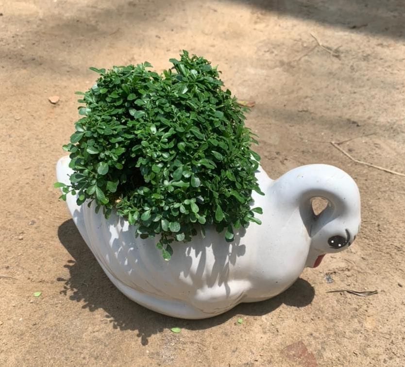 Table Kamini in 4 Inch White Ceramic Duck Planter