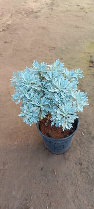 Lavender in 6 Inch Nursery Pot
