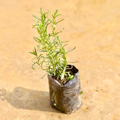 Rosemary in 4 Inch Nursery Bag