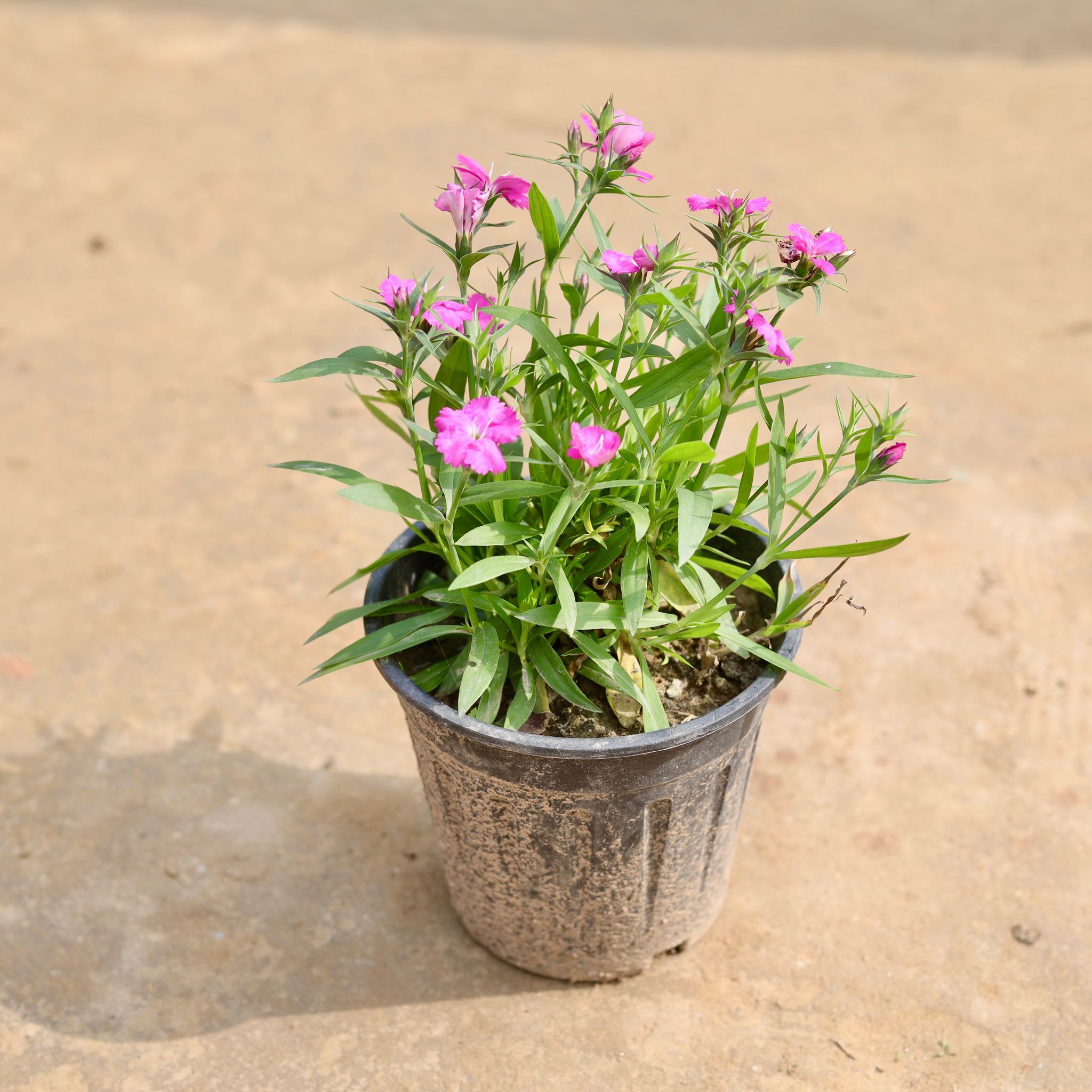 Dianthus (any colour) in 4 inch Nursery Bag