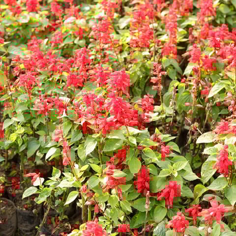 Set of 3 - Salvia Red in 4 Inch Nursery Bag