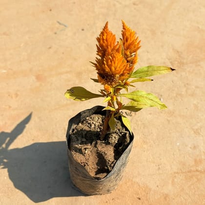 Celosia / Cockscomb (any colour) in 4 Inch Nursery Bag