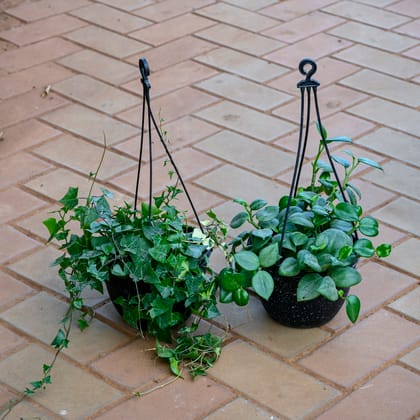 Set of 2 - English Ivy Green & Peperomia Green in 5 Inch Black Hanging Basket