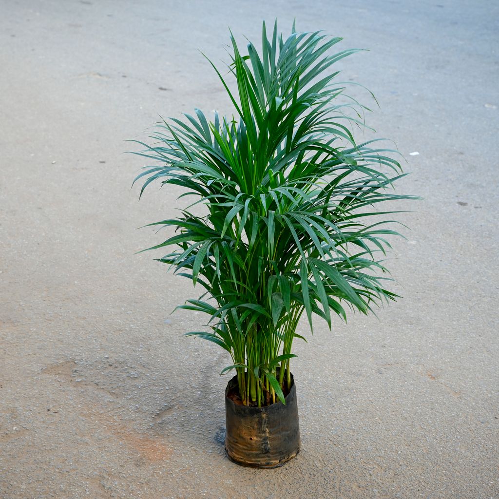 Areca (~ 2.5 Ft) in 7 Inch Nursery bag Areca (~ 2.5 Ft) in 7 Inch Nursery bag