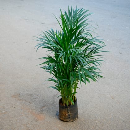 Areca (~ 2.5 Ft) in 7 Inch Nursery bag