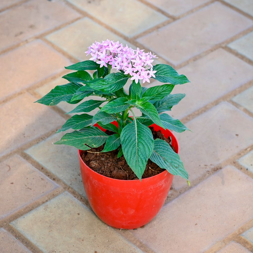 Pentas Baby pink in 5 Inch Red Premium Orchid Round Plastic Pot