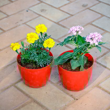 Set of 2 - Marigold / Genda Yellow & Pentas Baby Pink in 5 Inch Red Premium Orchid Round Plastic Pot