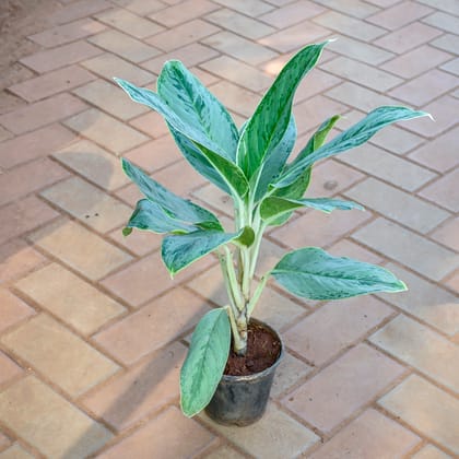 Aglaonema Burmese Evergreen in 5 Inch Nursery Pot