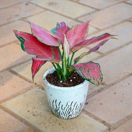 Aglaonema Wishes in 3 Inch Classy White Cup Designer Ceramic Pot (any design)