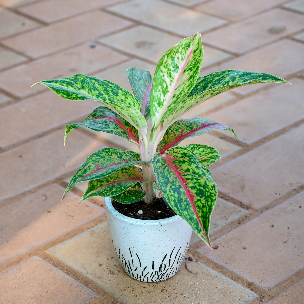 Aglaonema Green Papaya in 3 Inch Classy White Cup Designer Ceramic Pot (any design)