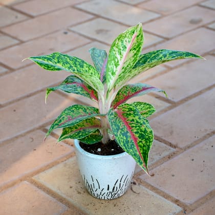 Aglaonema Green Papaya in 3 Inch Classy White Cup Designer Ceramic Pot (any design)