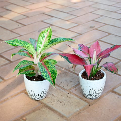 Set of 2 - Aglaonema (Green Papaya & Wishes) in 3 Inch Classy White Cup Designer Ceramic Pot (any design)